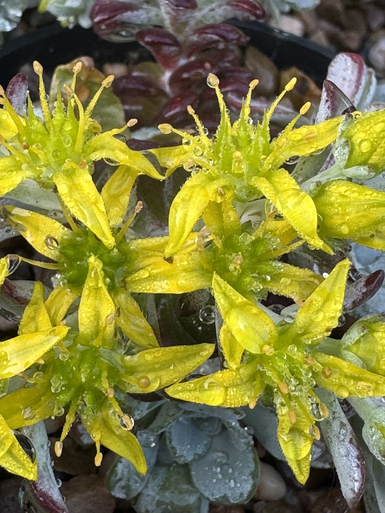 Sedum spathulifolium 'William Pascoe' 